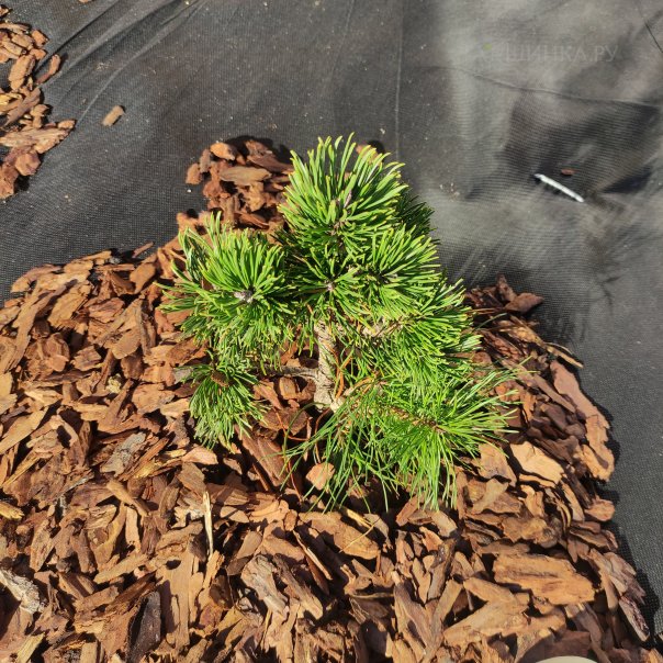 превью изображения отзыва