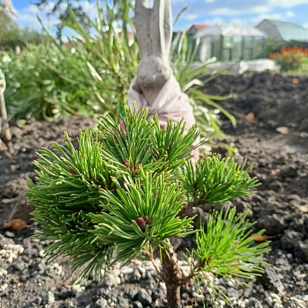 превью изображения отзыва