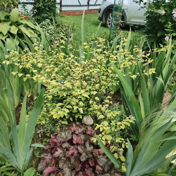 превью изображения отзыва