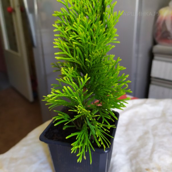 превью изображения отзыва