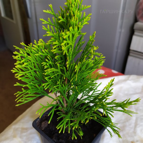 превью изображения отзыва