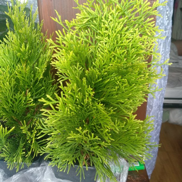 превью изображения отзыва