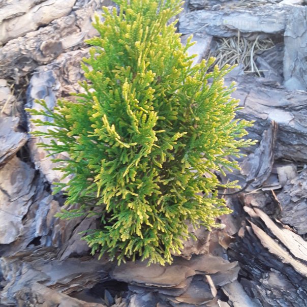 превью изображения отзыва