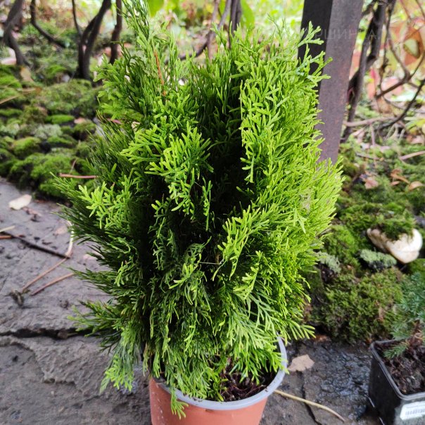 превью изображения отзыва