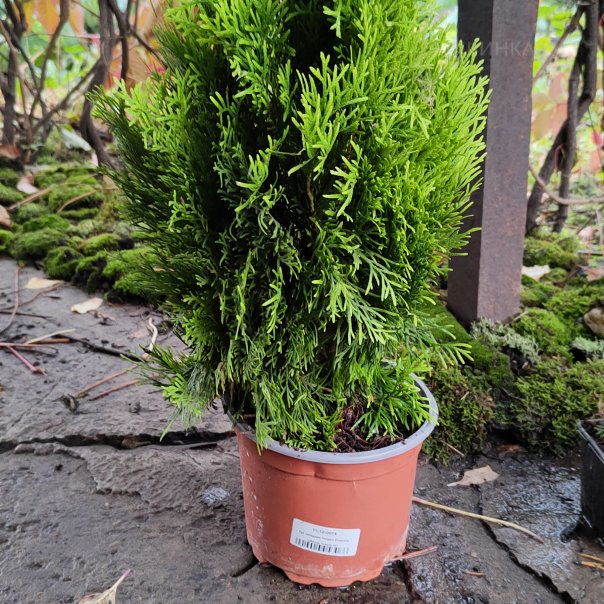 превью изображения отзыва