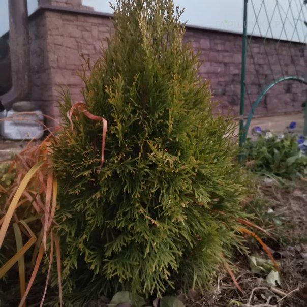 превью изображения отзыва