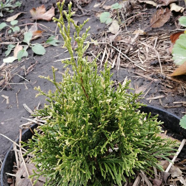 превью изображения отзыва