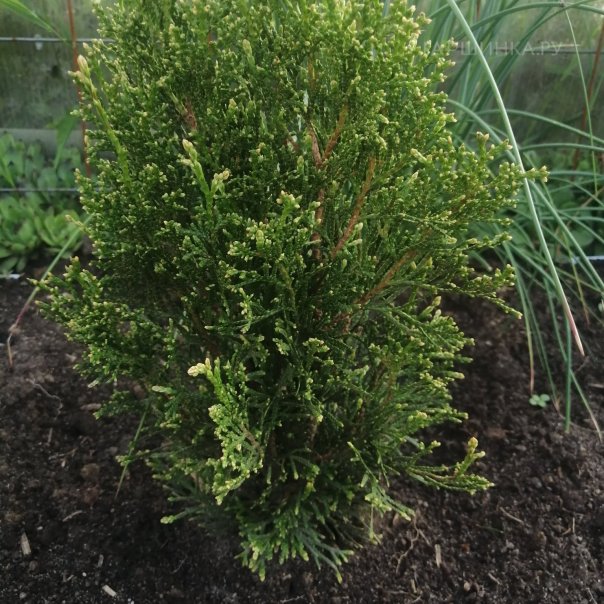 превью изображения отзыва