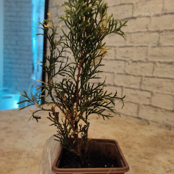 превью изображения отзыва