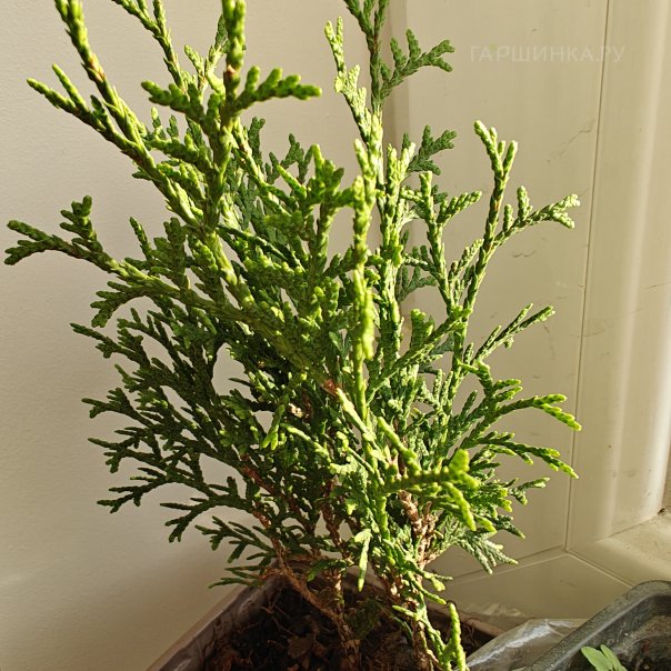 превью изображения отзыва