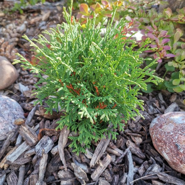 превью изображения отзыва