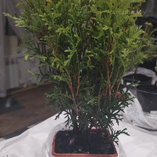 превью изображения отзыва