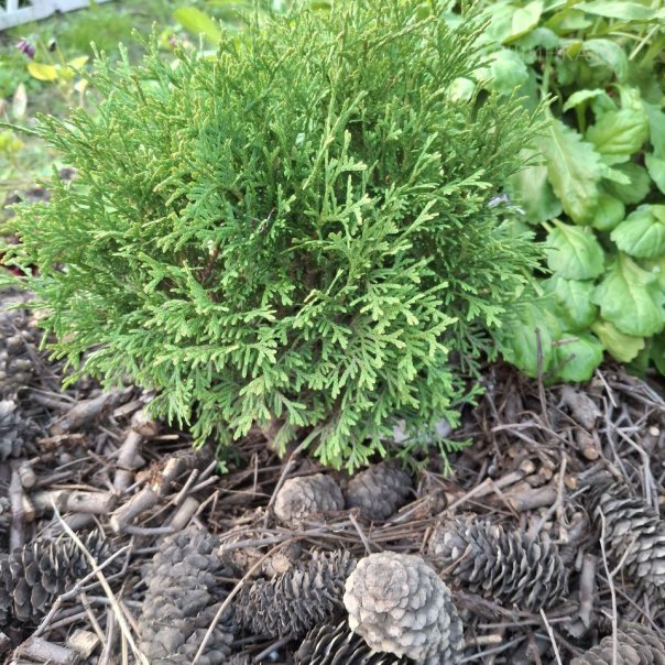 превью изображения отзыва