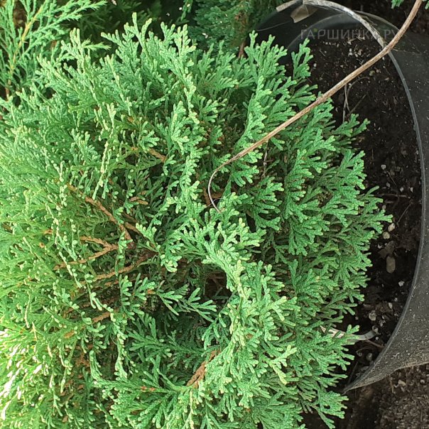 превью изображения отзыва