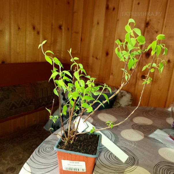 превью изображения отзыва