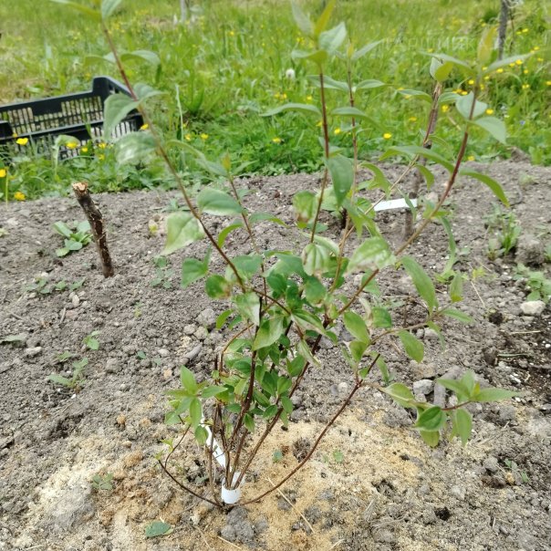 превью изображения отзыва