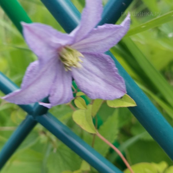 превью изображения отзыва