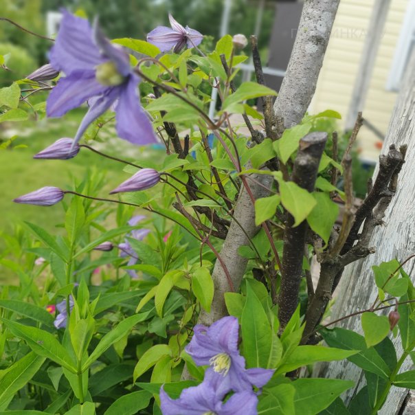 превью изображения отзыва