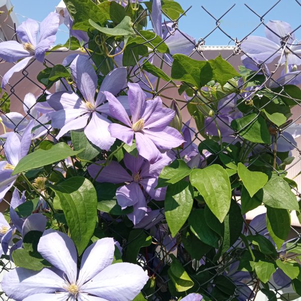 превью изображения отзыва