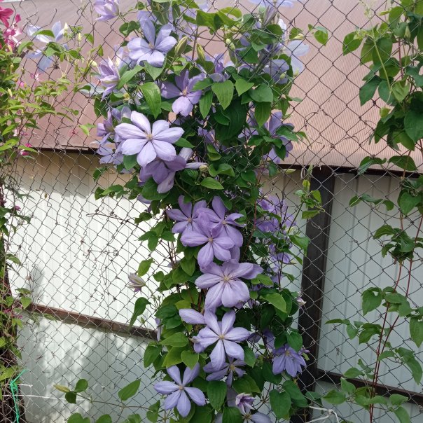 превью изображения отзыва