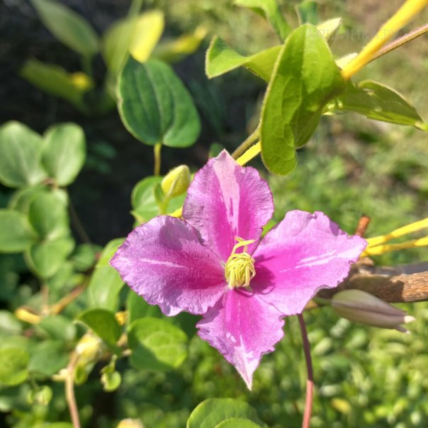 превью изображения отзыва