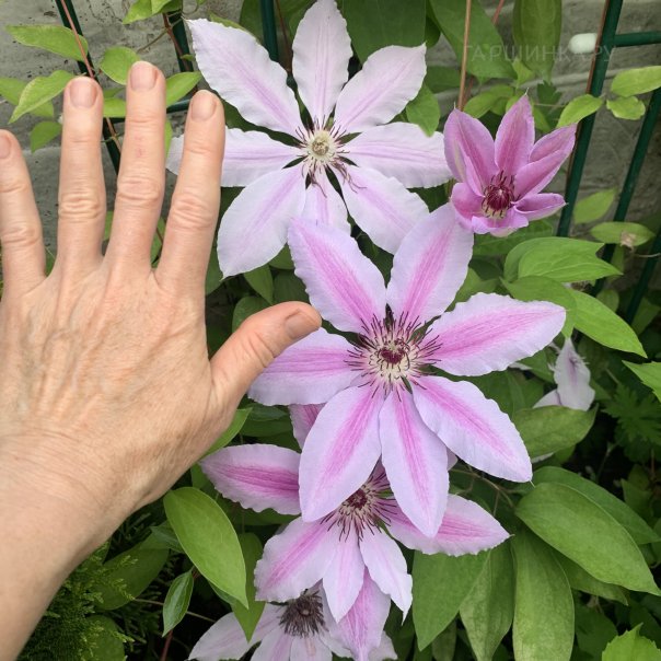 превью изображения отзыва