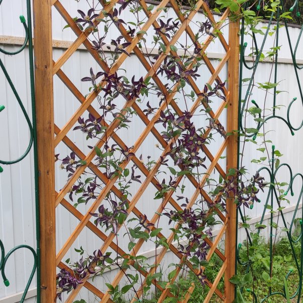 превью изображения отзыва