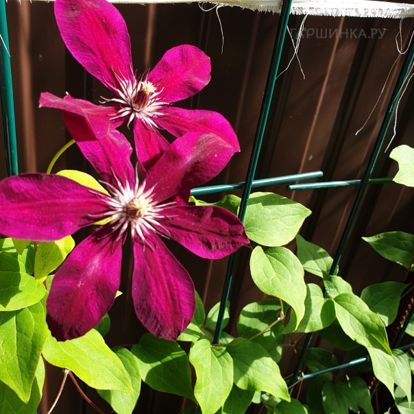 превью изображения отзыва