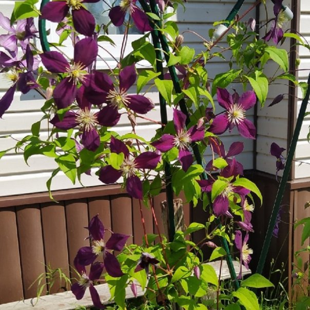 превью изображения отзыва