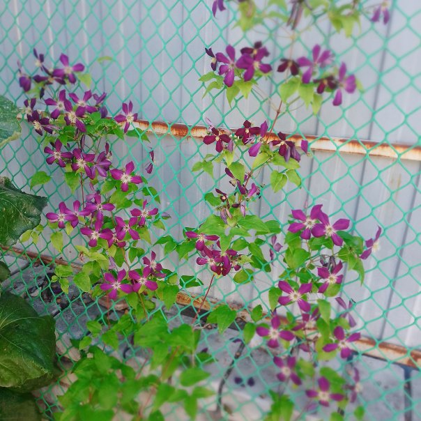 превью изображения отзыва