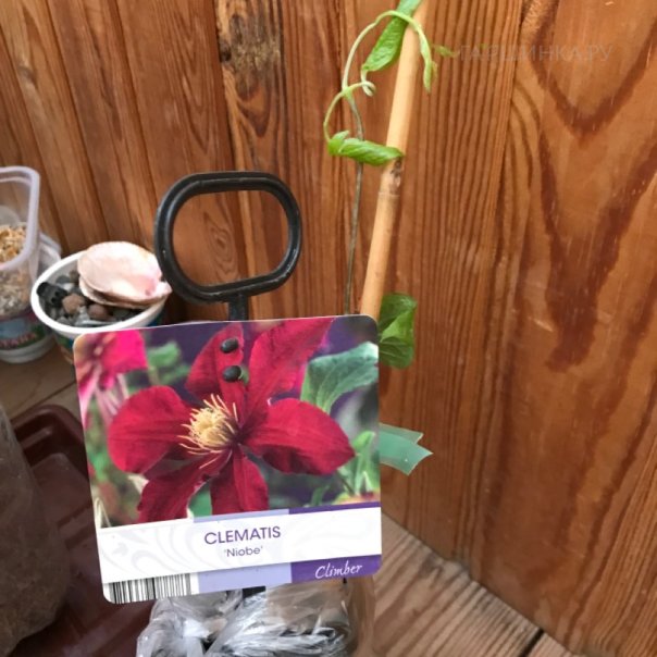 превью изображения отзыва