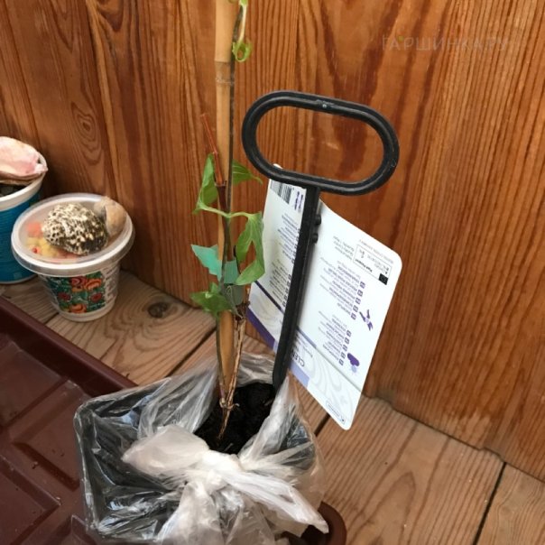 превью изображения отзыва