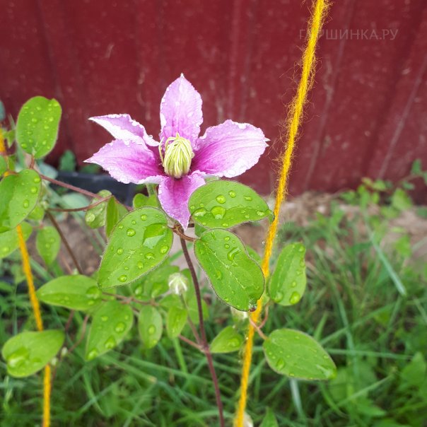 превью изображения отзыва