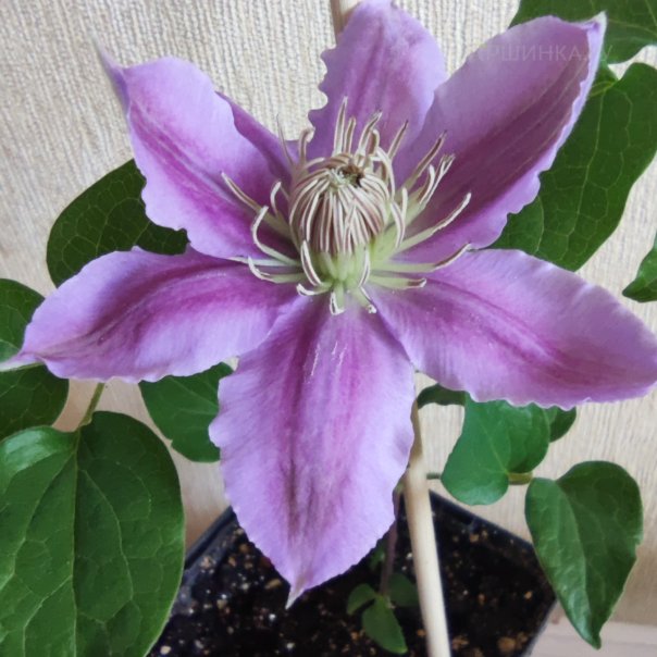 превью изображения отзыва