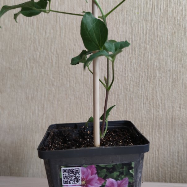 превью изображения отзыва