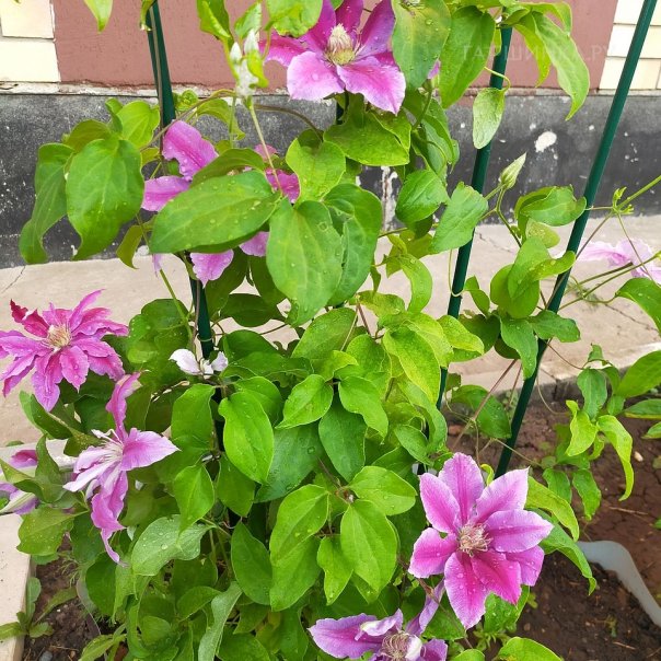 превью изображения отзыва