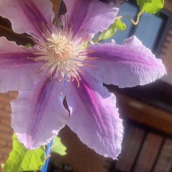 превью изображения отзыва