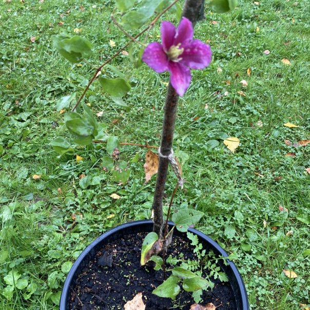 превью изображения отзыва