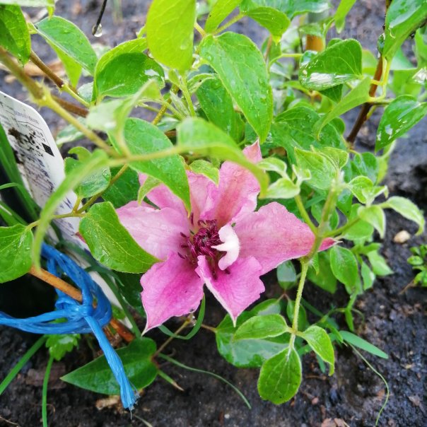 превью изображения отзыва