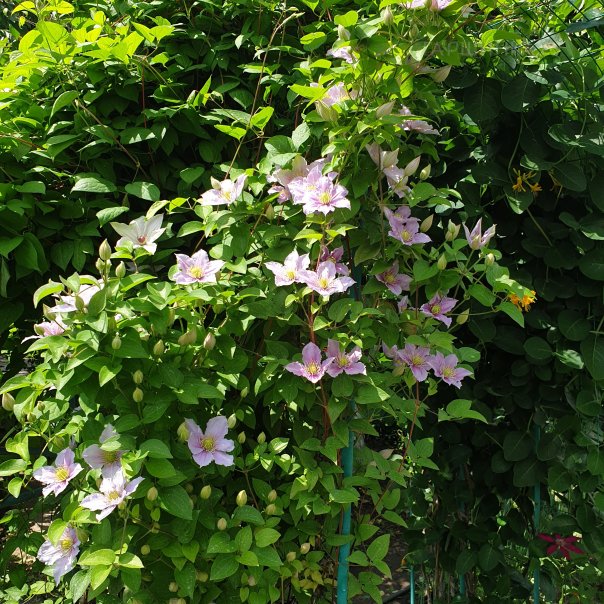 превью изображения отзыва