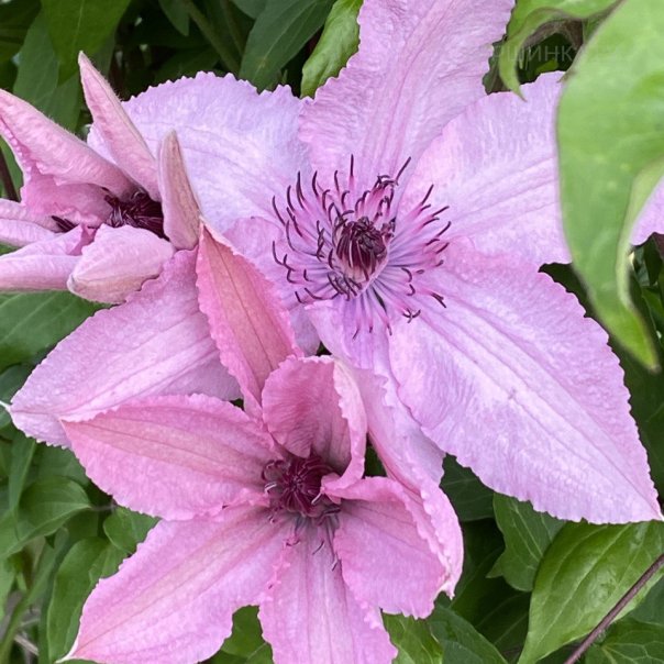 превью изображения отзыва