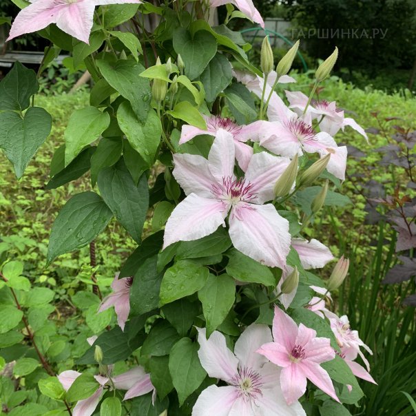 превью изображения отзыва