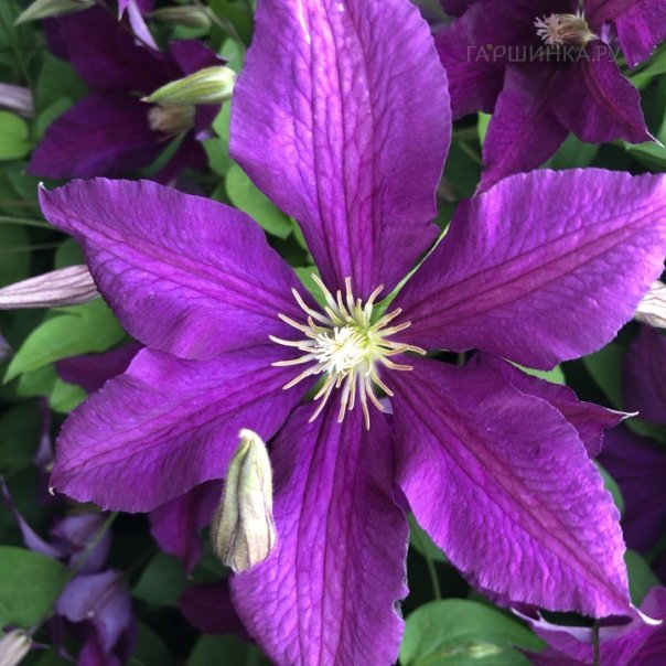 превью изображения отзыва