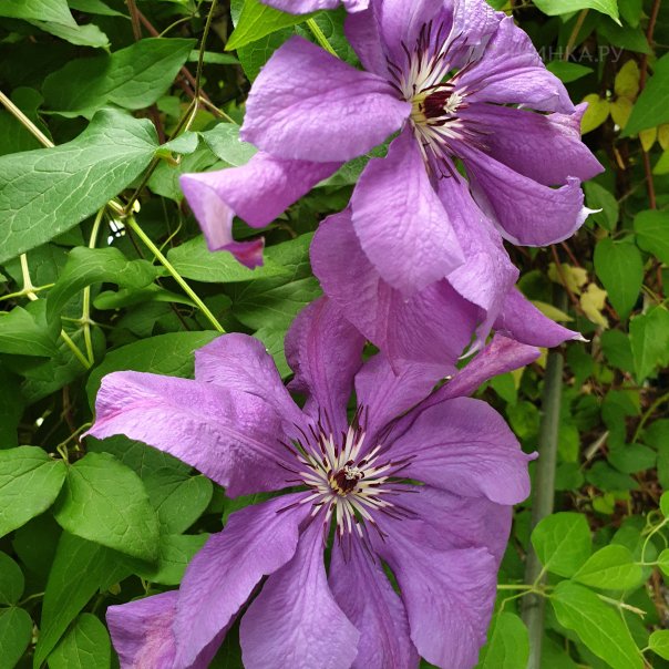 превью изображения отзыва