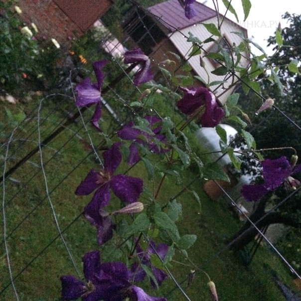 превью изображения отзыва