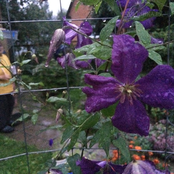 превью изображения отзыва