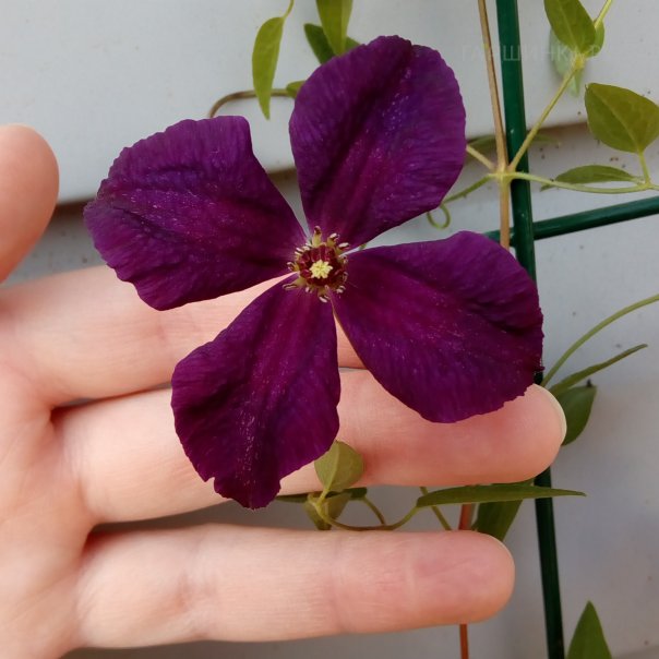 превью изображения отзыва