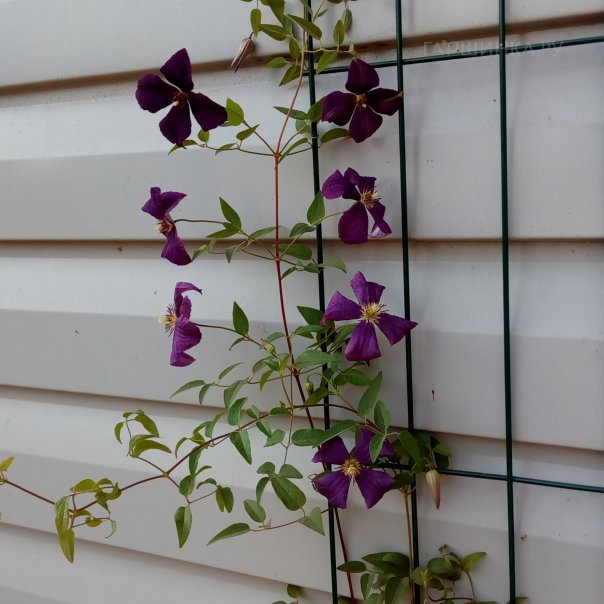 превью изображения отзыва