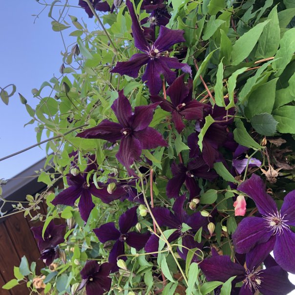 превью изображения отзыва