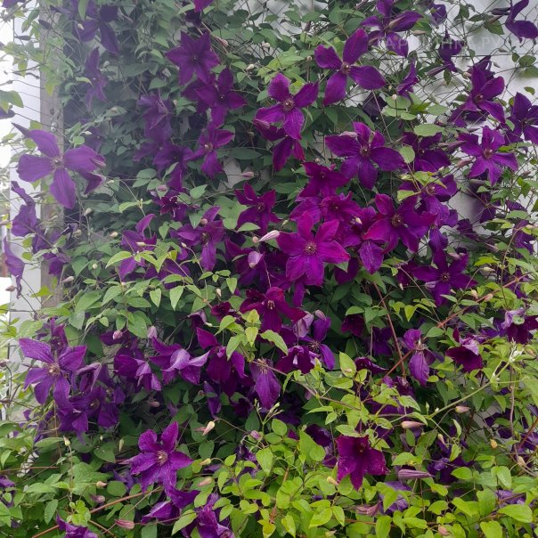 превью изображения отзыва